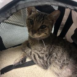 Shelter Stray Female Cat last seen , Animal Care & Control Team of Philly, 111 W Hunting Park Ave, Philadelphia, PA 19140, USA