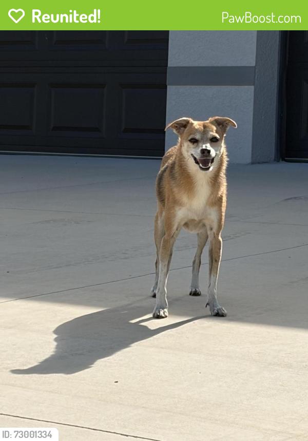 Reunited Unknown Dog last seen Nw cape Yucatan area./ Nw35th pl and nw 14th st, Cape Coral, FL 33993