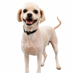 Shelter Stray Male Dog last seen , Animal Care & Control Team of Philly, 111 W Hunting Park Ave, Philadelphia, PA 19140, USA