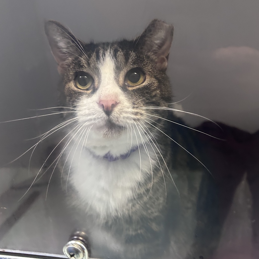 Shelter Stray Male Cat last seen , Animal Care & Control Team of Philly, 111 W Hunting Park Ave, Philadelphia, PA 19140, USA