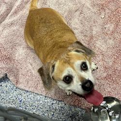 Shelter Stray Female Dog last seen , 328 Furman Hall Rd, Greenville, SC 29609, USA
