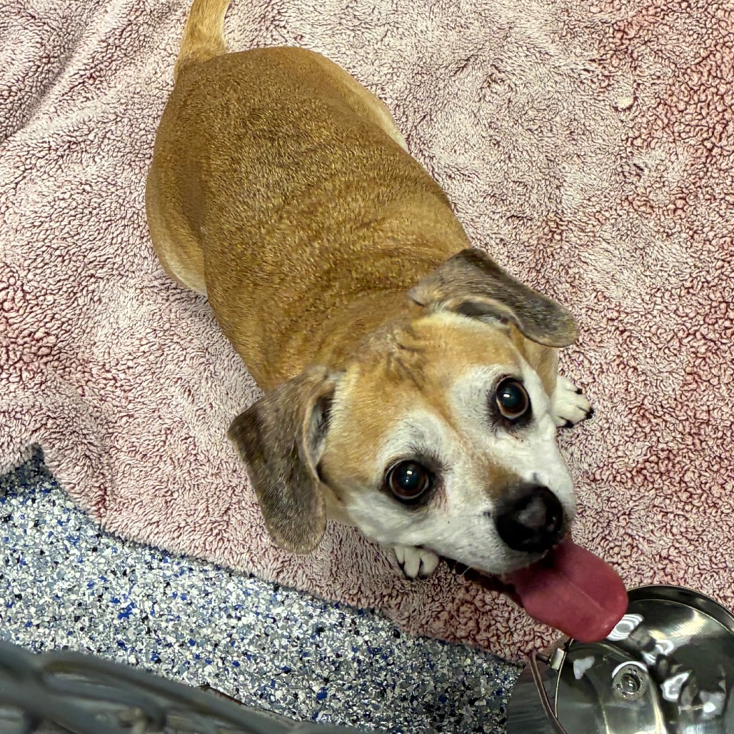Shelter Stray Female Dog last seen , 328 Furman Hall Rd, Greenville, SC 29609, USA