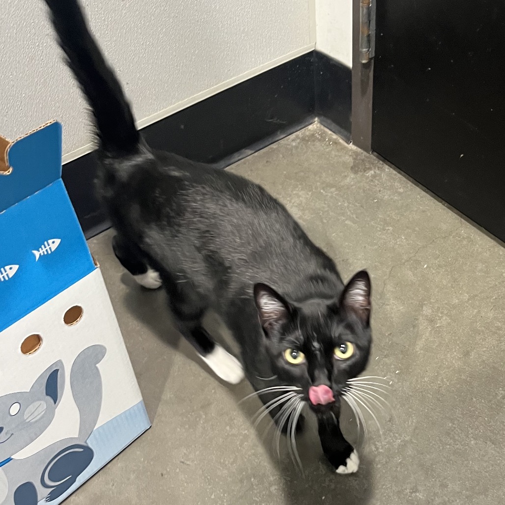 Shelter Stray Male Cat last seen , 3607 N Armenia Ave, Tampa, FL 33607, USA