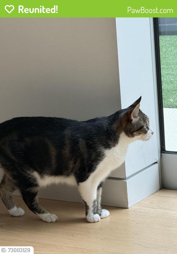 Reunited Male Cat last seen Meier and Victoria , Los Angeles, CA 90066