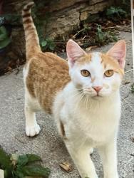Lost Male Cat last seen Park Rd and Spruce Ave Lindberg Park, Madison Lake, MN 56063