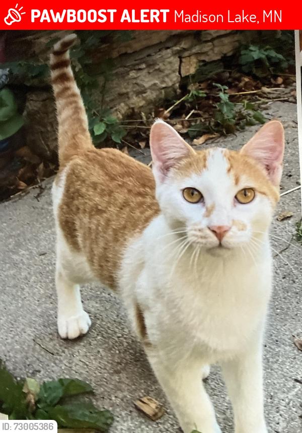 Lost Male Cat last seen Park Rd and Spruce Ave Lindberg Park, Madison Lake, MN 56063