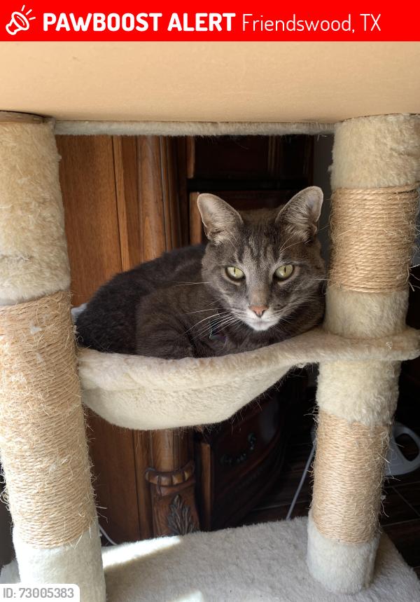 Lost Male Cat last seen Harvest Hill Dr. (Autumn Creek subdivision), Friendswood, TX 77546
