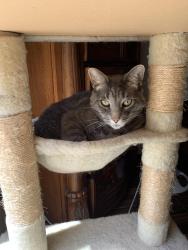 Lost Male Cat last seen Harvest Hill Dr. (Autumn Creek subdivision), Friendswood, TX 77546