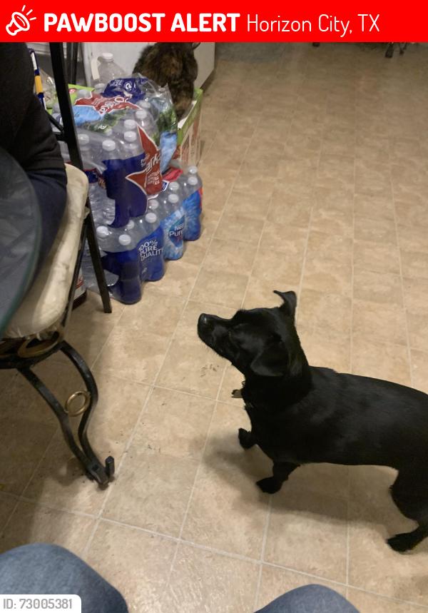 Lost Female Dog last seen Desert Mist, Horizon City, TX 79928