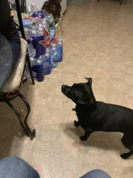 Lost Female Dog last seen Desert Mist, Horizon City, TX 79928