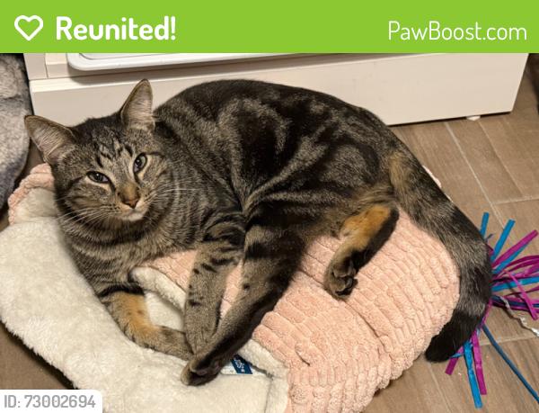Reunited Male Cat last seen Lawrence St and Jo Ann Ct, Spring Hill, FL 34609