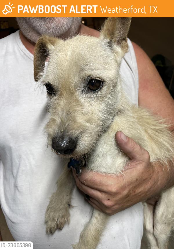 Surrendered Male Dog last seen Emerald dr, Weatherford, TX 76087
