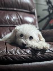 Reunited Female Dog last seen Near McCart Ave, Crowley, TX 76036, USA, Crowley, TX 76036