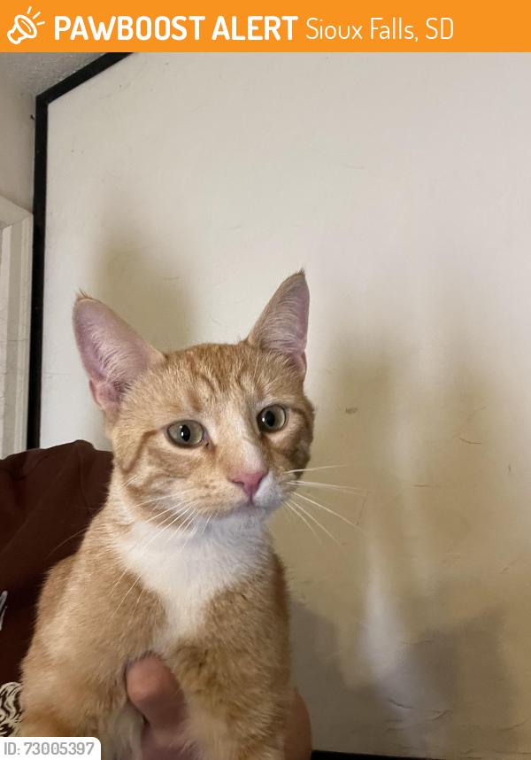 Found/Stray Male Cat last seen Brookings and Spring Ave, Sioux Falls, SD 57104