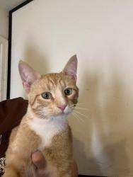 Found/Stray Male Cat last seen Brookings and Spring Ave, Sioux Falls, SD 57104