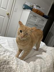 Lost Male Cat last seen 32nd and Nelson, Wheat Ridge, CO 80033