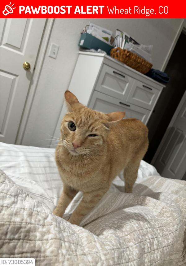 Lost Male Cat last seen 32nd and Nelson, Wheat Ridge, CO 80033