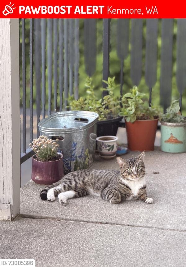 Lost Male Cat last seen Near NE 182nd st. , Kenmore, WA 98028