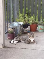 Lost Male Cat last seen Near NE 182nd st. , Kenmore, WA 98028