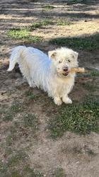 Reunited Female Dog last seen Ranchero Rd, Hesperia, CA, USA, Hesperia, CA 92345