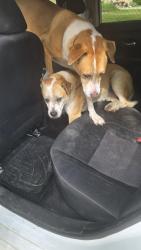 Reunited Male Dog last seen Sam's club down Everhart , Corpus Christi, TX 78411