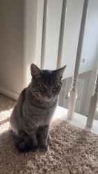 Reunited Male Cat last seen Near Burgh Castle Dr, Spring, TX 77389, USA, Spring, TX 77389