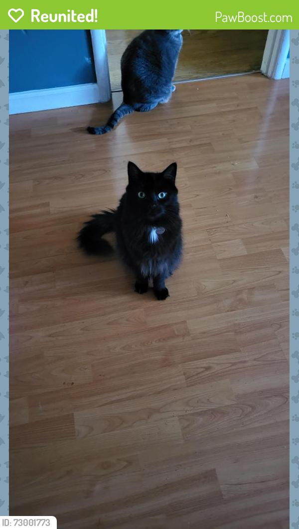Reunited Male Cat last seen Altamont Road and Darius, San Leandro, CA 94578