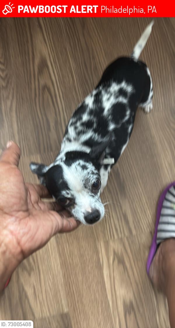 Lost Female Dog last seen Girard Ave and 60th street, Philadelphia, PA 19151