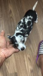 Lost Female Dog last seen Girard Ave and 60th street, Philadelphia, PA 19151