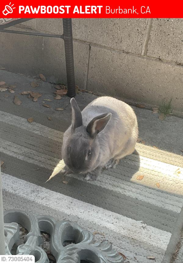 Lost Female Rabbit last seen Clark, Burbank, CA 91506