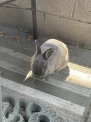 Lost Female Rabbit last seen Clark, Burbank, CA 91506