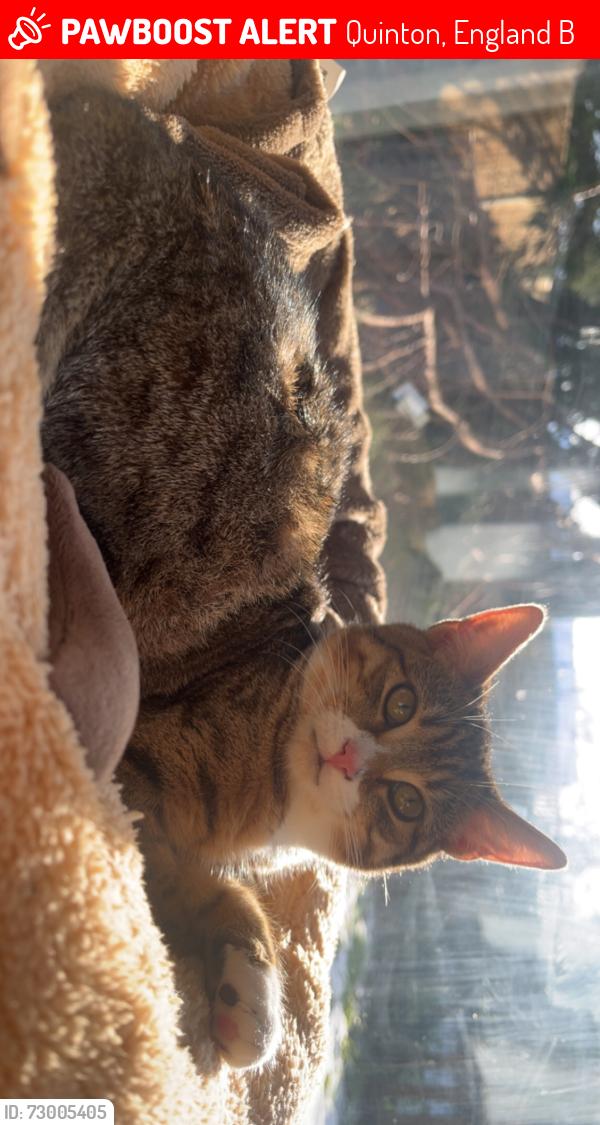 Lost Female Cat last seen dimmingsdale dank, Quinton, England B32
