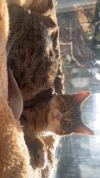 Lost Female Cat last seen dimmingsdale dank, Quinton, England B32
