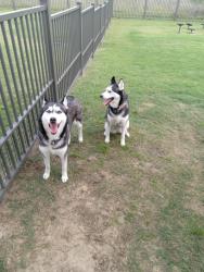 Found/Stray Male Dog last seen Near N Loop W, Houston, TX 77008, Houston, TX 77008