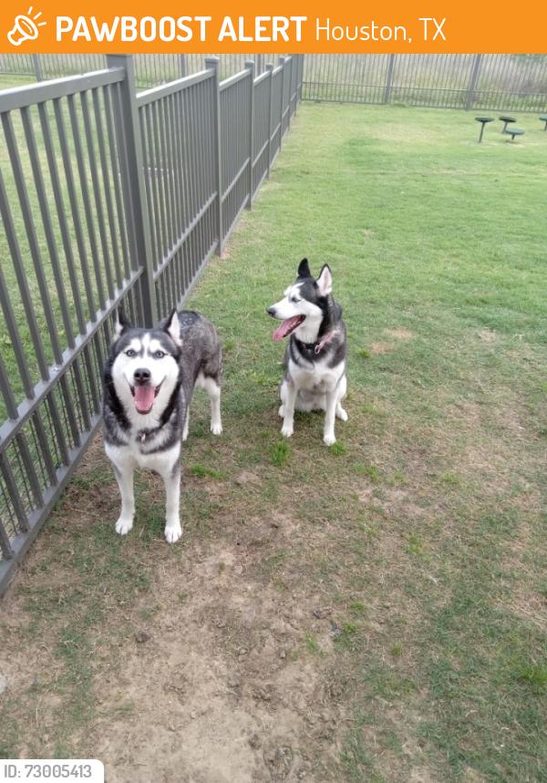 Found/Stray Male Dog last seen Near N Loop W, Houston, TX 77008, Houston, TX 77008