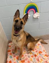 Shelter Stray Female Dog last seen Near BLOCK CANARY LN, 12155 Park Blvd, Brighton, CO 80601, USA
