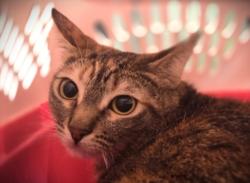 Shelter Stray Female Cat last seen , 3201 Lacy St, Los Angeles, CA 90031, USA