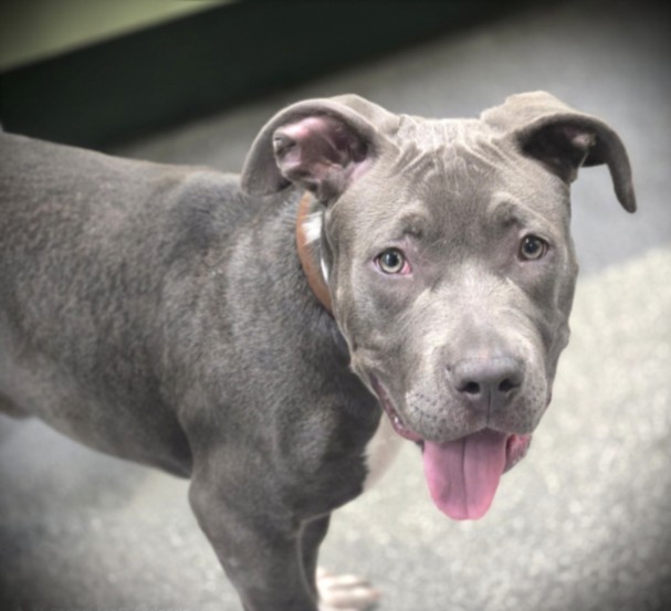 Shelter Stray Male Dog last seen , 3201 Lacy St, Los Angeles, CA 90031, USA