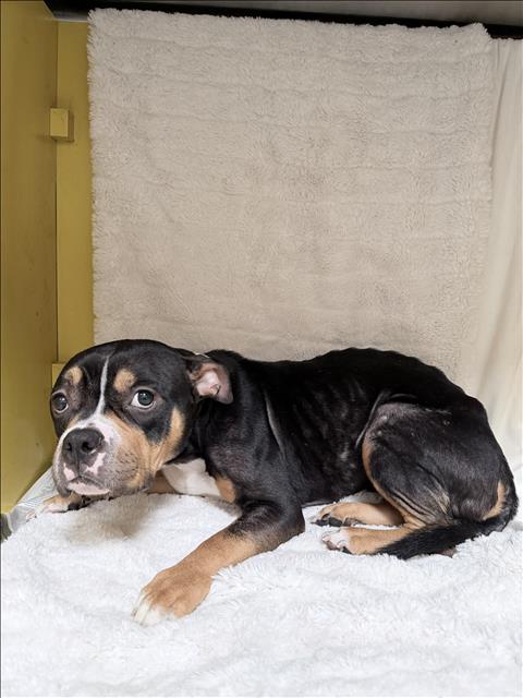 Shelter Stray Female Dog last seen , 3201 Lacy St, Los Angeles, CA 90031, USA