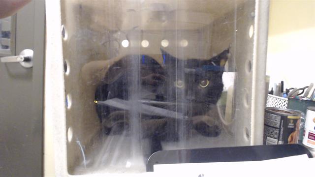 Shelter Stray Male Cat last seen Near BLOCK W BAYAUD AVE, DENVER CO 80223, 1241 W Bayaud Ave, Denver, CO 80223, USA