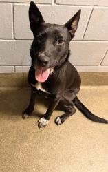 Shelter Stray Female Dog last seen Near BLOCK LANE AVE S, 2020 Forest St, Jacksonville, FL 32204, USA