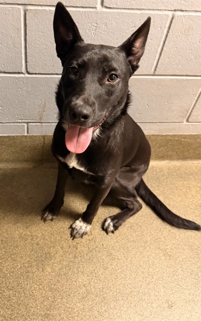 Shelter Stray Female Dog last seen Near BLOCK LANE AVE S, 2020 Forest St, Jacksonville, FL 32204, USA