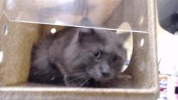 Shelter Stray Unknown Cat last seen Near BLOCK S HARLAN ST, LAKEWOOD CO, 80226, 1241 W Bayaud Ave, Denver, CO 80223, USA