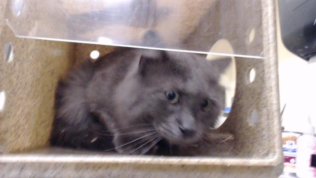 Shelter Stray Unknown Cat last seen Near BLOCK S HARLAN ST, LAKEWOOD CO, 80226, 1241 W Bayaud Ave, Denver, CO 80223, USA