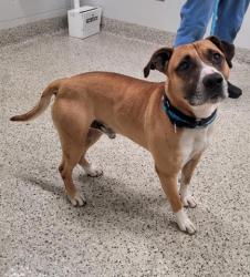 Shelter Stray Male Dog last seen Near BLOCK GREENLAWN ST, DETROIT, MI 48204, 7401 Chrysler Dr, Detroit, MI 48211, USA