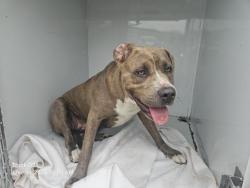 Shelter Stray Female Dog last seen Near BLOCK OAKMAN BLVD, DETROIT, MI 48238, 7401 Chrysler Dr, Detroit, MI 48211, USA