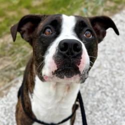 Shelter Stray Female Dog last seen BEECH GROVE, 2600 S Harding St, Indianapolis, IN 46221, USA