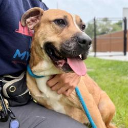 Shelter Stray Female Dog last seen Near , 2600 S Harding St, Indianapolis, IN 46221, USA