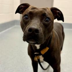 Shelter Stray Female Dog last seen Near , 2600 S Harding St, Indianapolis, IN 46221, USA