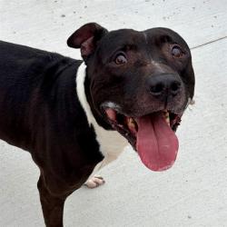 Shelter Stray Male Dog last seen Near , 2600 S Harding St, Indianapolis, IN 46221, USA